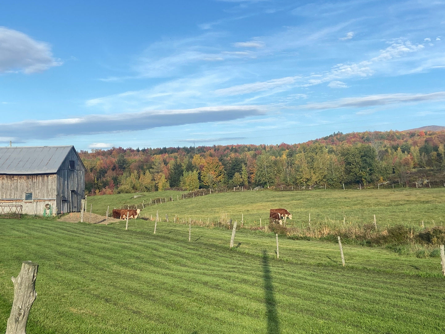Homemade Vermont Farm to Jar Grass Fed/Finished Tallow Balm - Small Batch, Organic, Happy Cows, Hand Rendered Quality Suet Moisturizer Cream