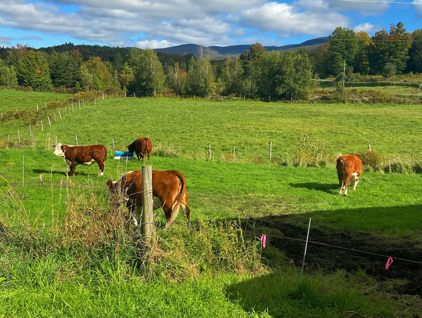 Homemade Vermont Farm to Jar Grass Fed/Finished Tallow Balm - Small Batch, Organic, Happy Cows, Hand Rendered Quality Suet Moisturizer Cream