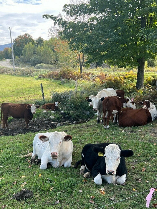 May include: Several cows of different colors, including red, white, and black and white, are resting in a grassy field. Some cows are standing, while others are lying down. The cows are in a pasture with a tree providing shade. The background includes a dirt road and trees in the distance.